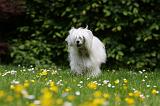 CHIEN NU CHINOIS 192